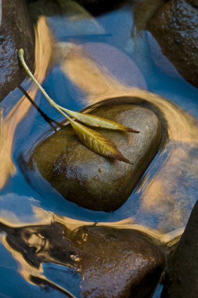 USA, Utah, Zion NP Leaf on rock in water